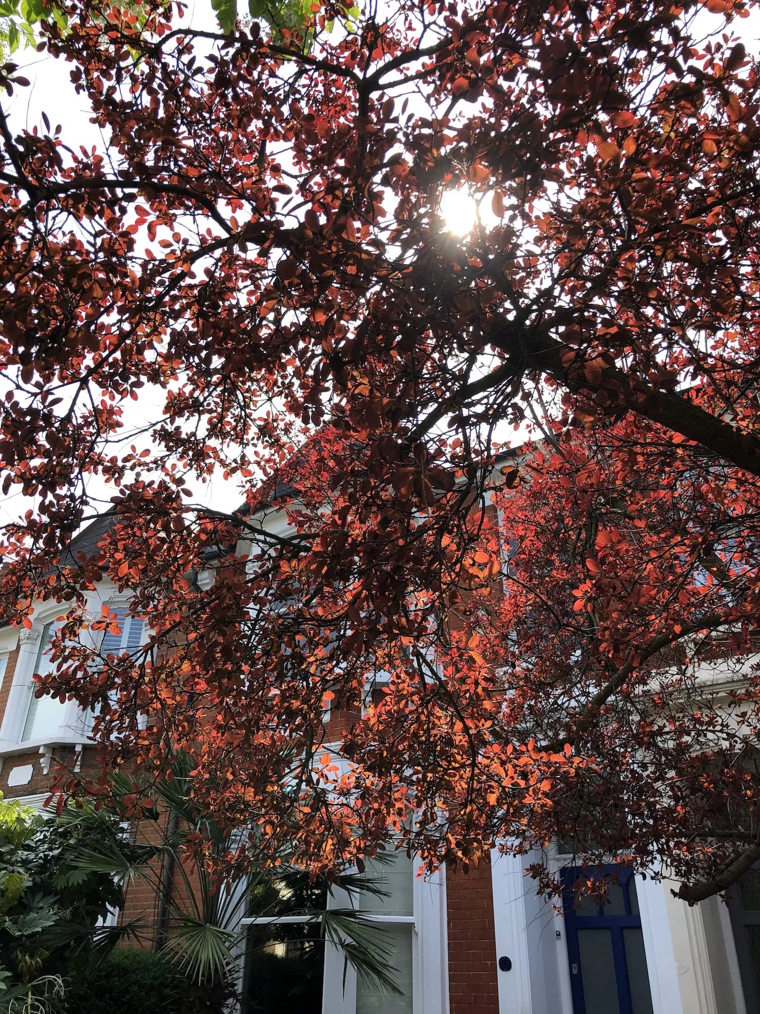 A photograph of tree during spring. Red leaves. Sun shinning through.