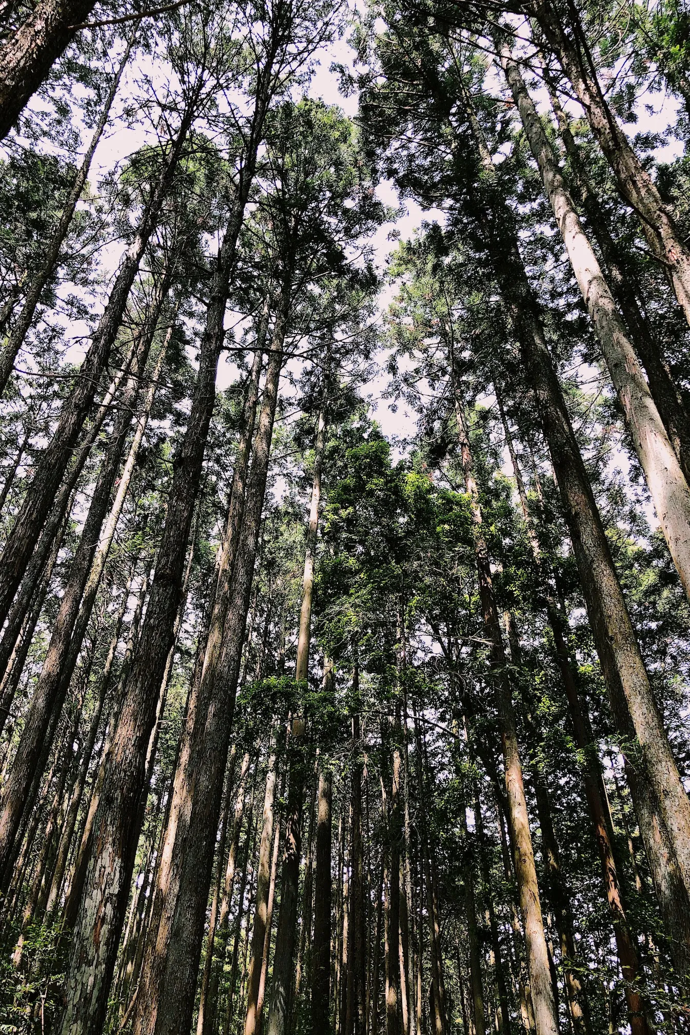 A photograph of monoculture forest in Japan